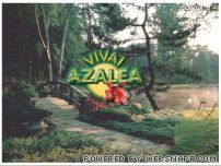 Azalea Vivai