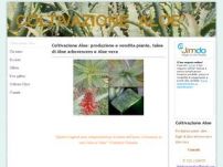 Coltivazione Aloe produzione e vendita piante e talee di Aloe