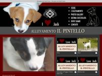 Allevamento Jack Russell