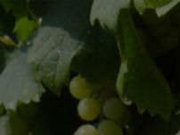 Azienda Agricola La Morandina